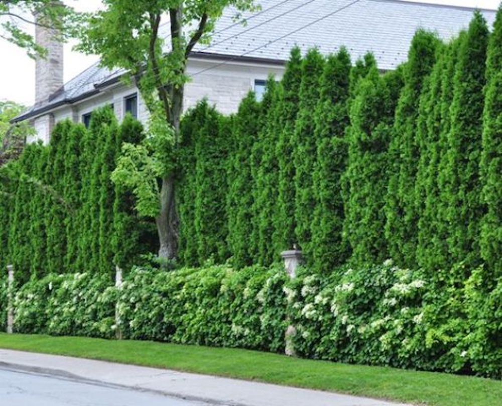 A lush green hedge 